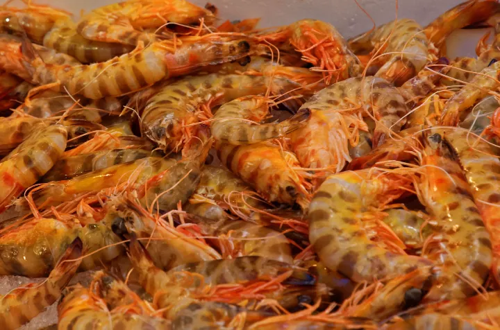 Udang