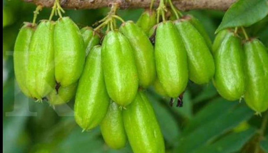 Vitamin pada belimbing ulu