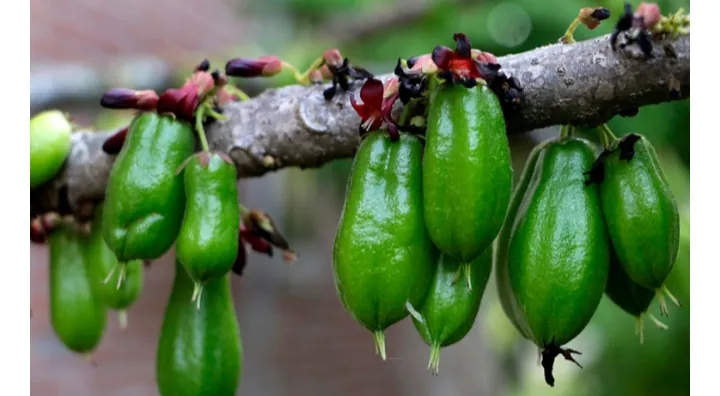 Vitamin pada Belimbing Wuluh