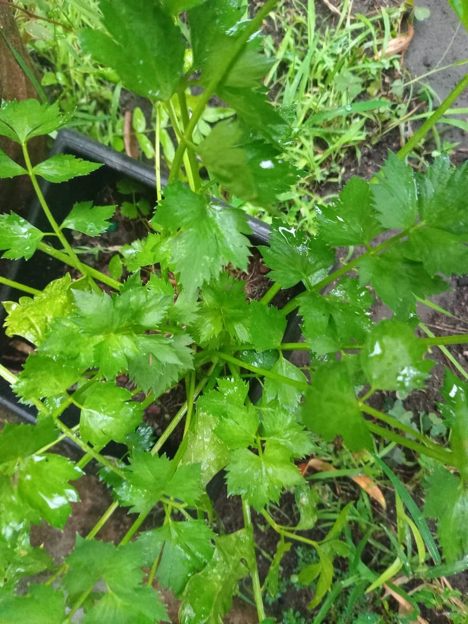 Yuk tanam sayur d rumah
