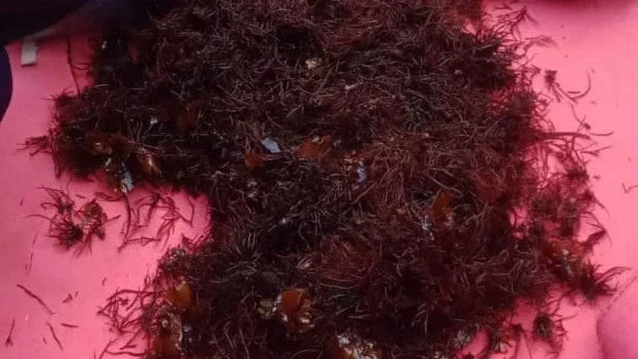 karangan /rumput laut