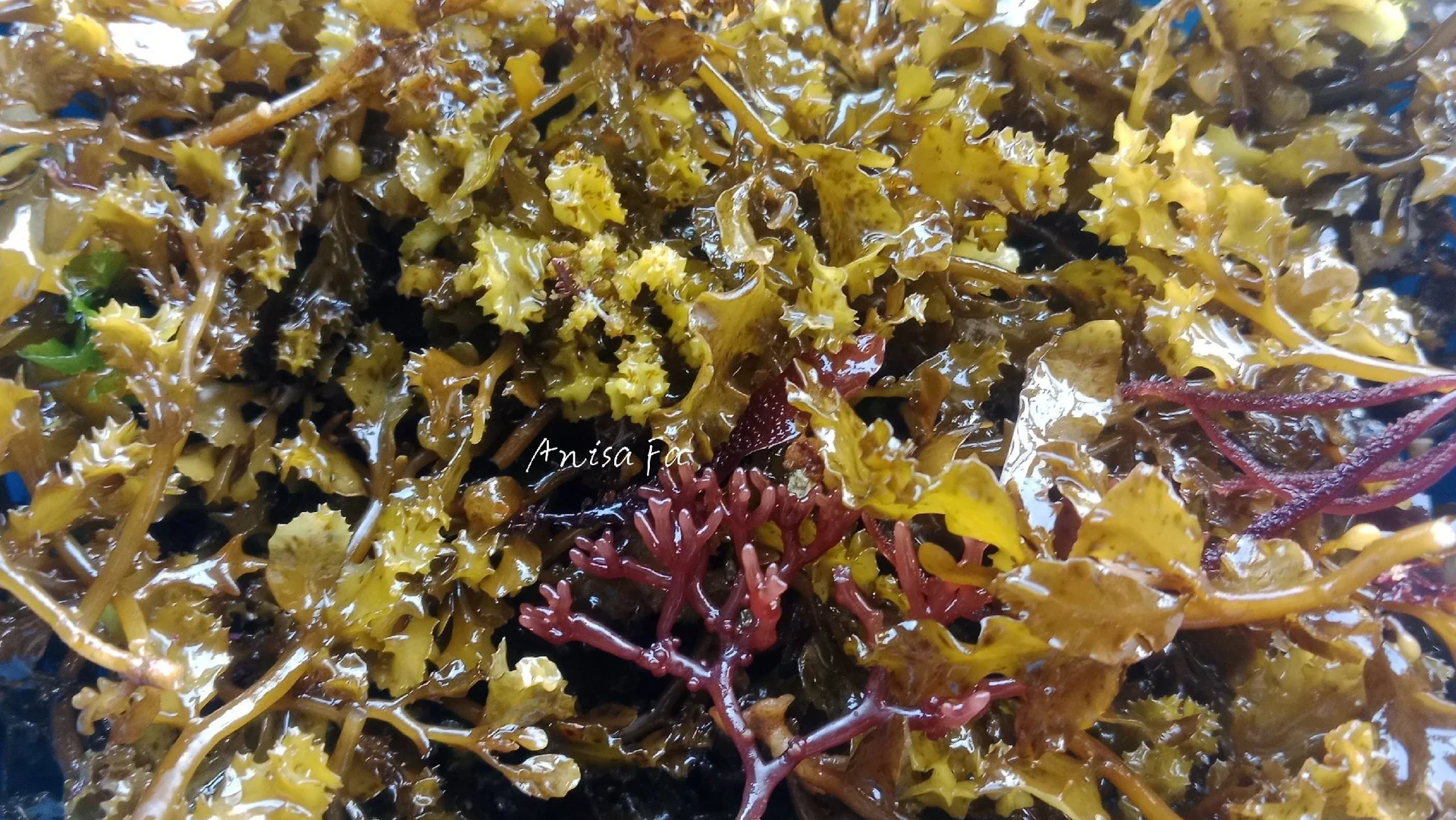Karangan (Rumput Laut)