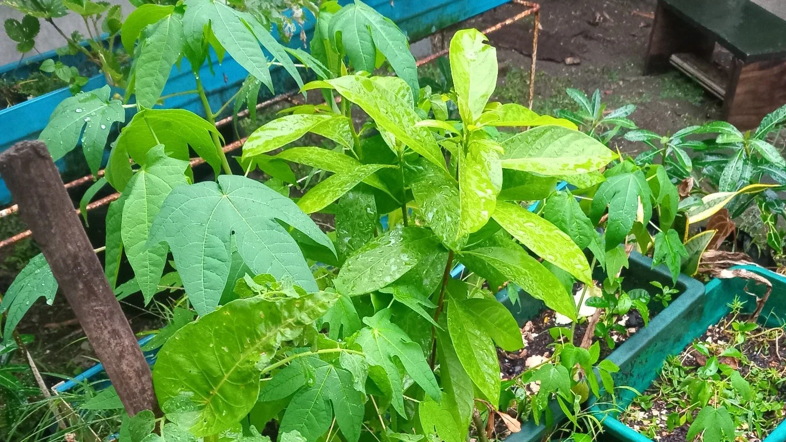 #kegiatanfavorit berkebun di halaman rumah