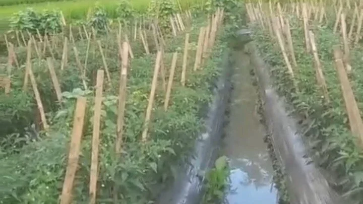 #KegiatanFavorit merawat tanaman cabe