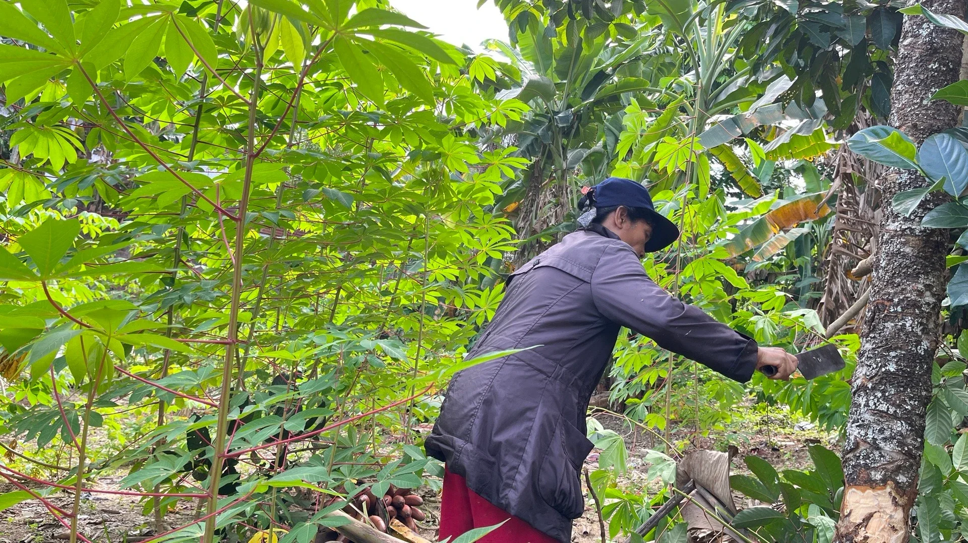 #KegiatanFavorit,Hangatnya Weekend di Kebun Bersama Ibu,Menanam Kenangan, Memanen Kebahagiaan"
