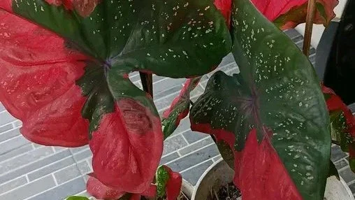 keladi merah
