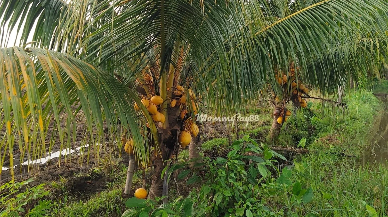 Kelapa Gading #JagaJantungVersiku