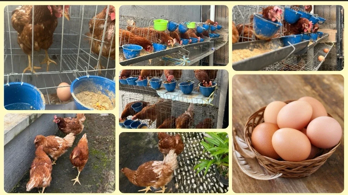 Kemandirian Pangan dengan Beternak Ayam Petelur #kegiatanfavorit