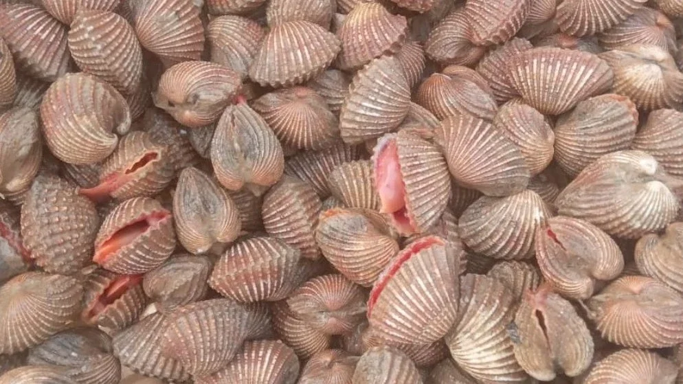 Kerang Dara Gede-Gede
