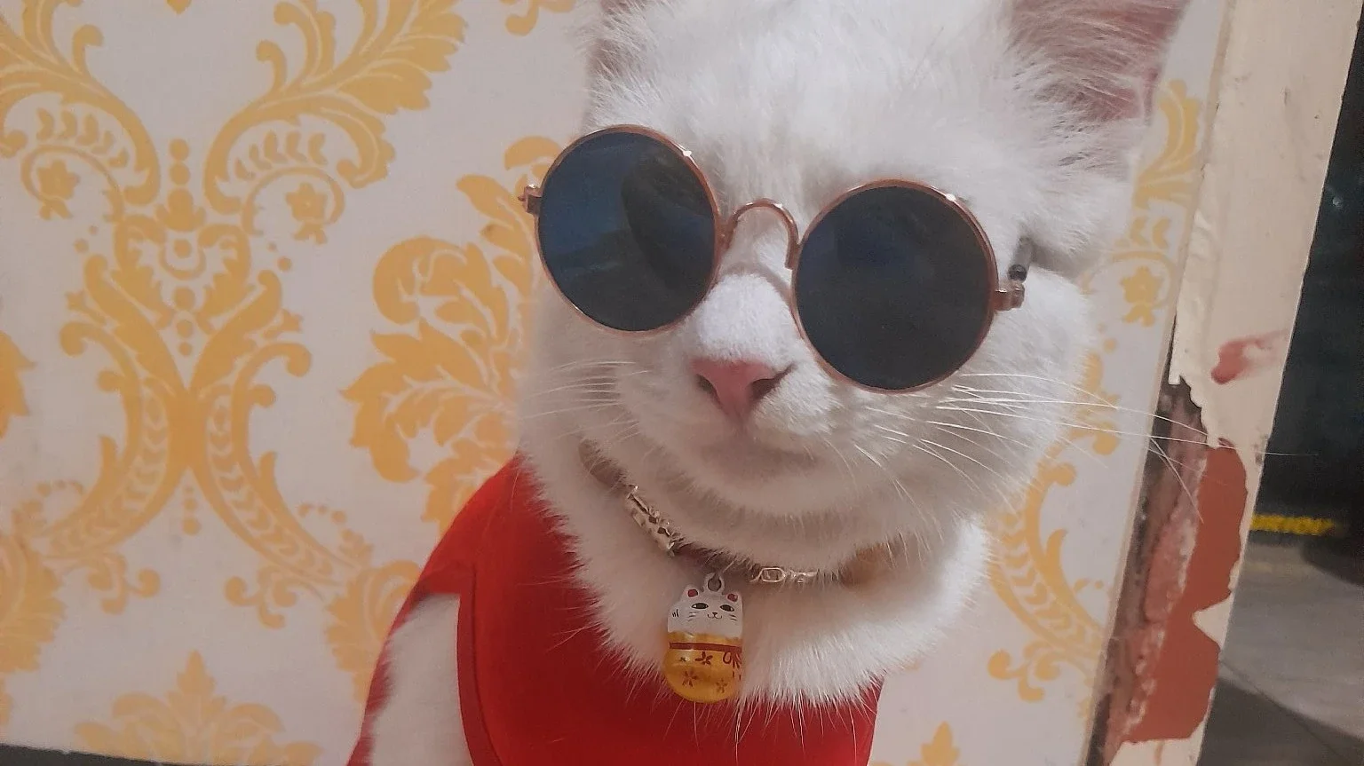 Kucing lomba
