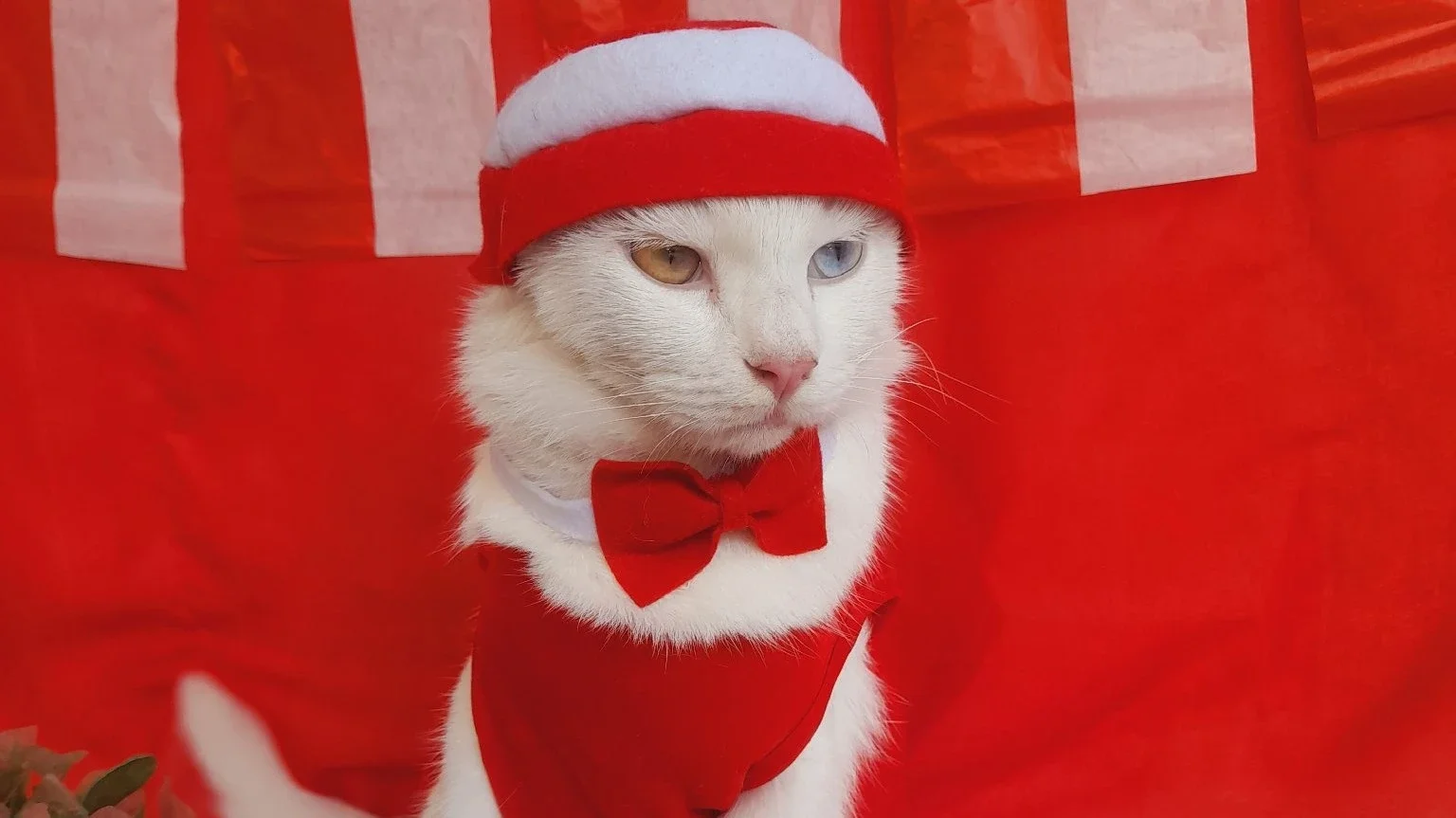 Kucing lucu lomba