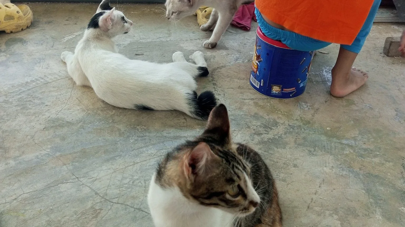 kucing tetangga