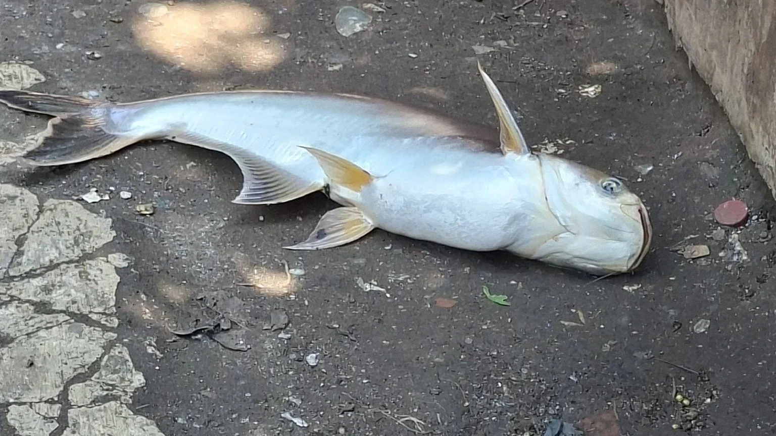 Liat Hasil Mancing