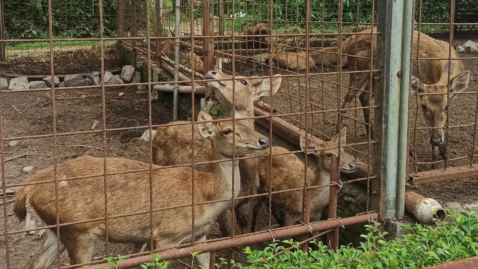 Liburan Ke Kebun Binatang #KegiatanFavorit