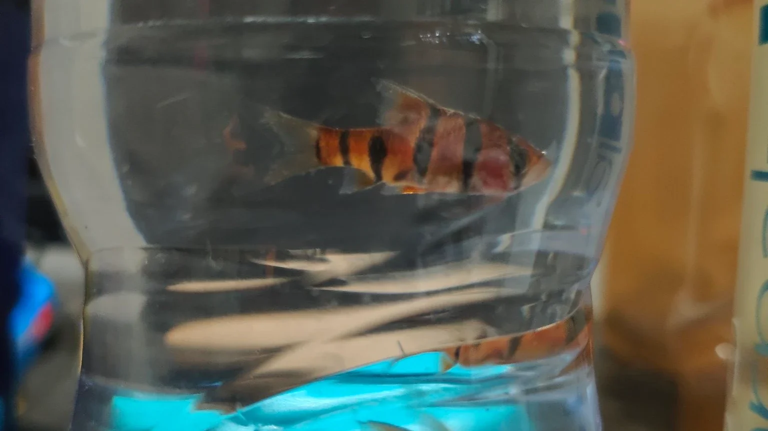 Liburan Ngebolang Cari Ikan
