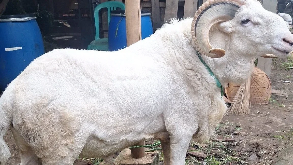 #MaknaIduladha bagi kami keluarga di Ekonomi yang lagi banyak tantangan