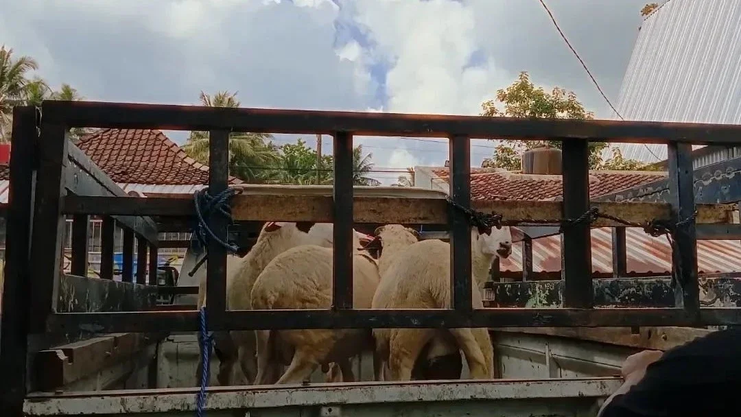 #Maknaiduladha Bantu Kirim-Kirim Kambing Qurban
