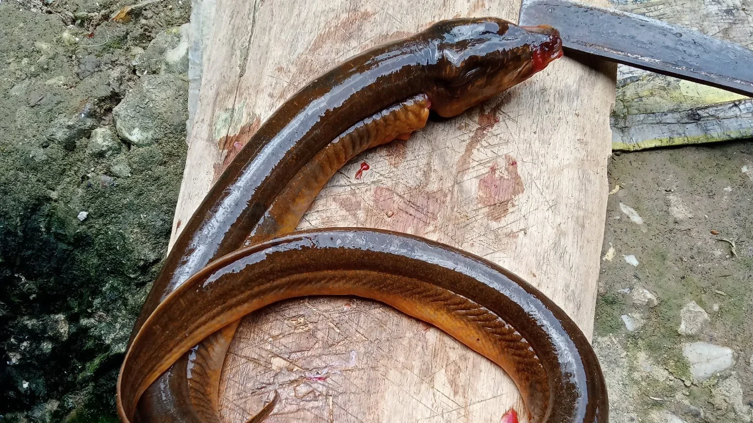 manfaat belut