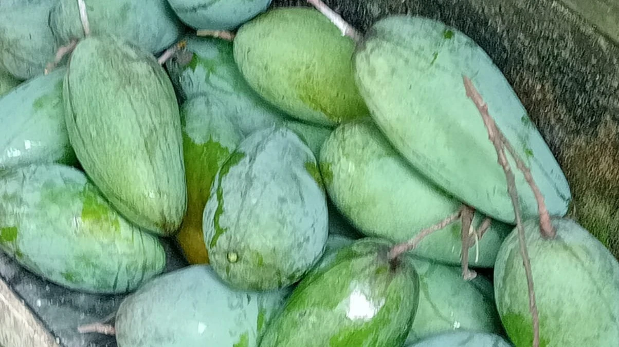Manfaat Buah Mangga