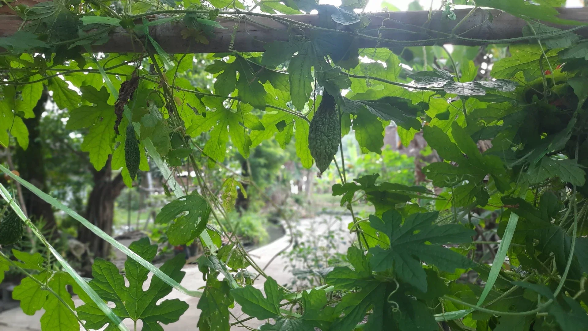 Manfaat budidaya pohon pare.
