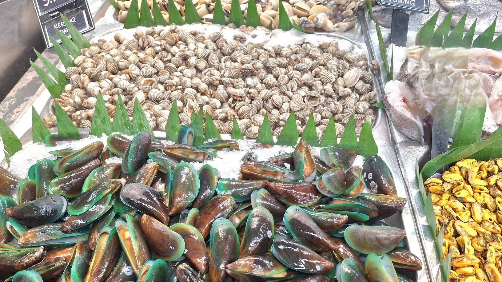 Manfaat Kerang  #JagaJantungVersiku