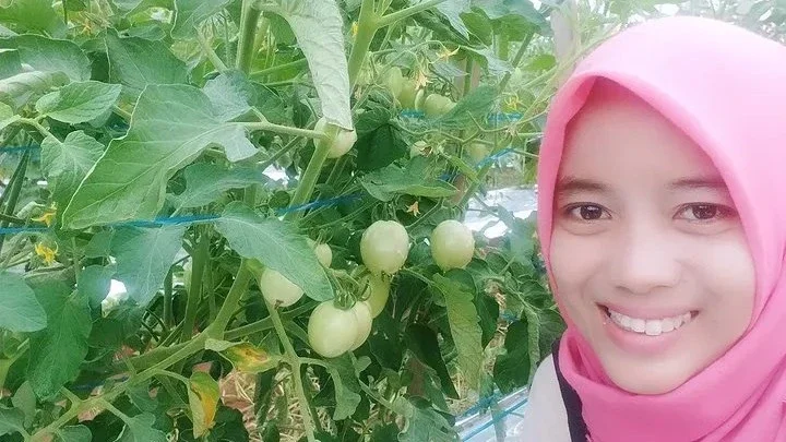Manfaat Menanam Pohon Tomat