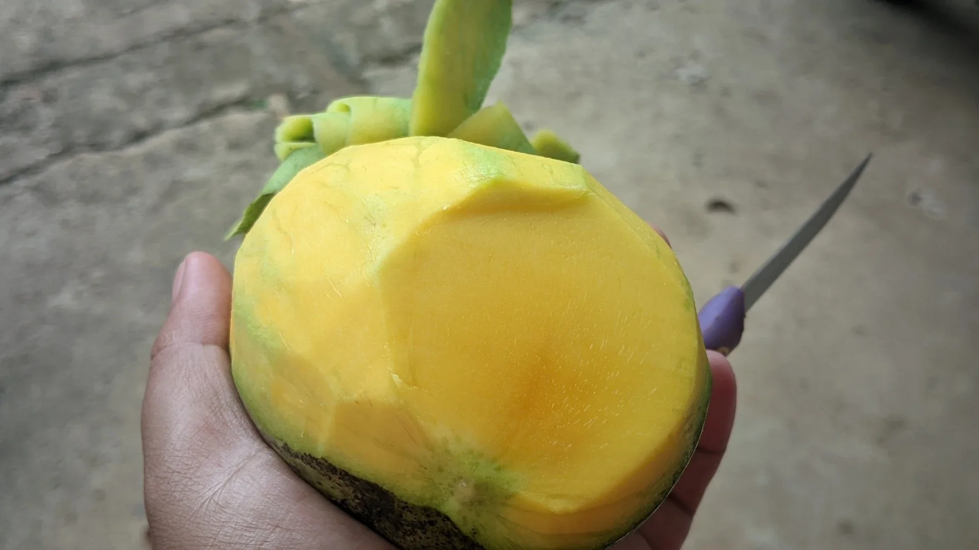 Mangga Mengkal