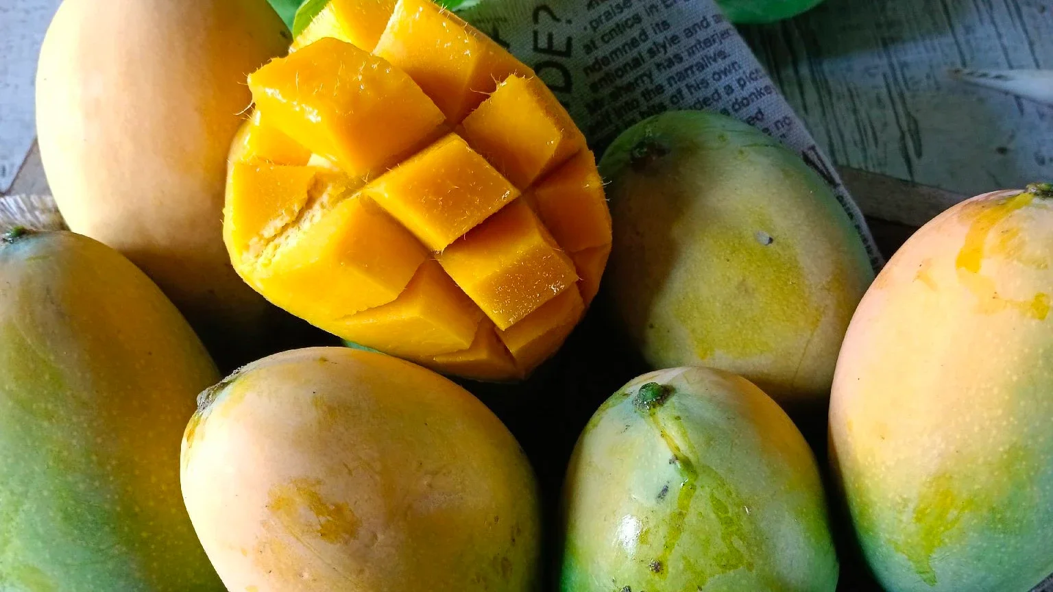 Mangga Terakhir