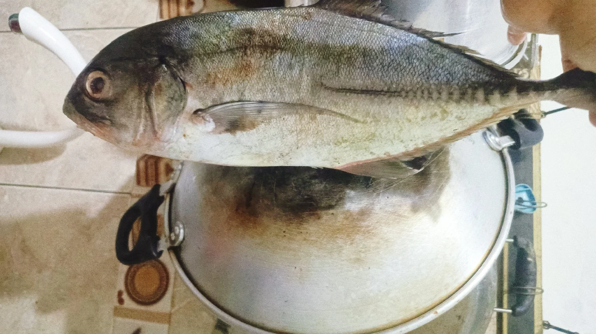 masak ikan jumbo