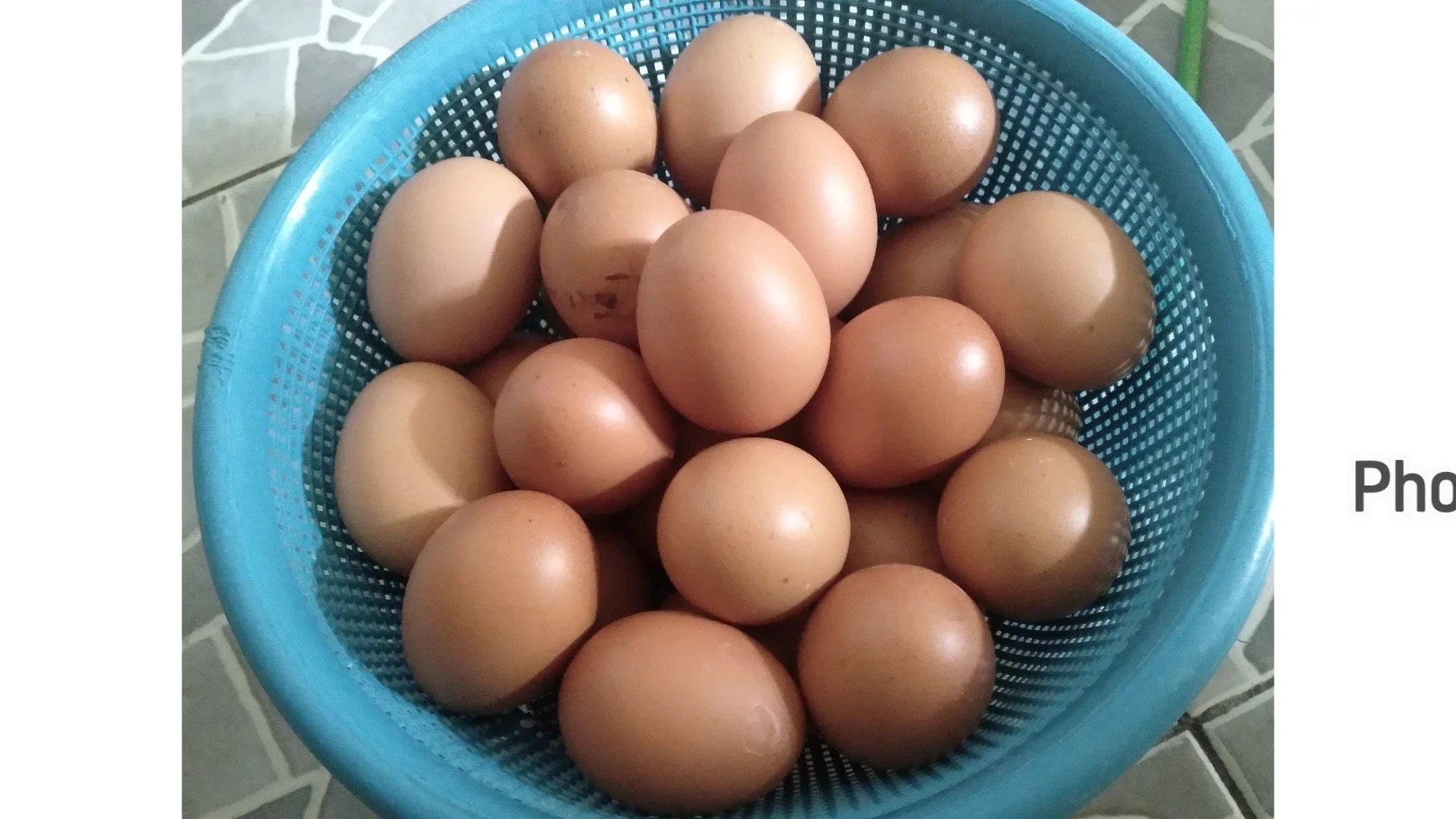 MBG Libur Harga Telur Dan Ayam Turun