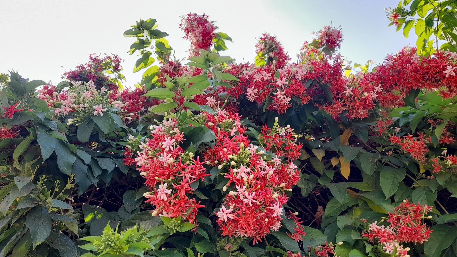 Melati Belanda, Bunganya Cantik Aromanya Wangi