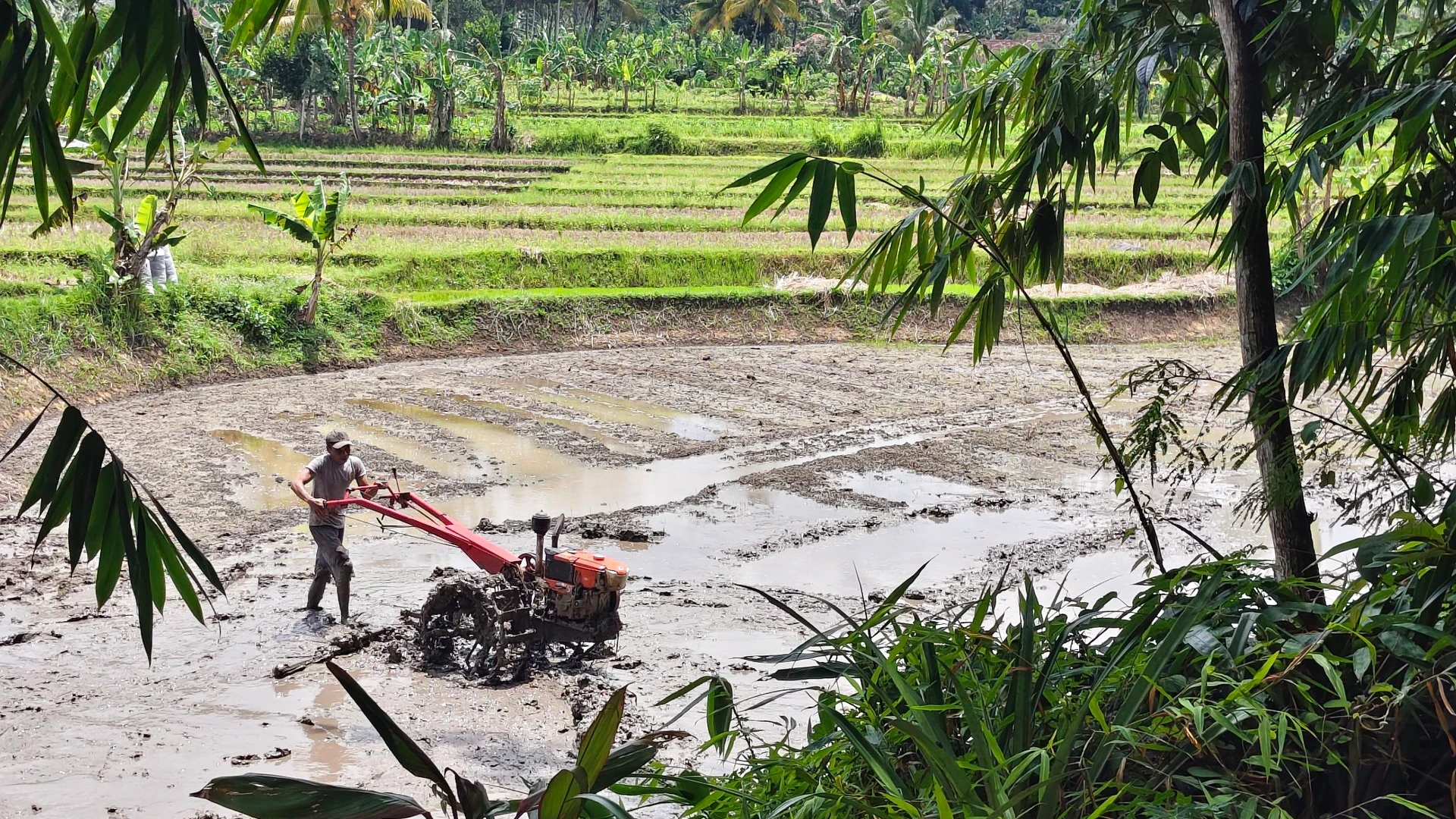 Melihat Sawah Saat Mudik Lebaran #CeritaMomenFitri