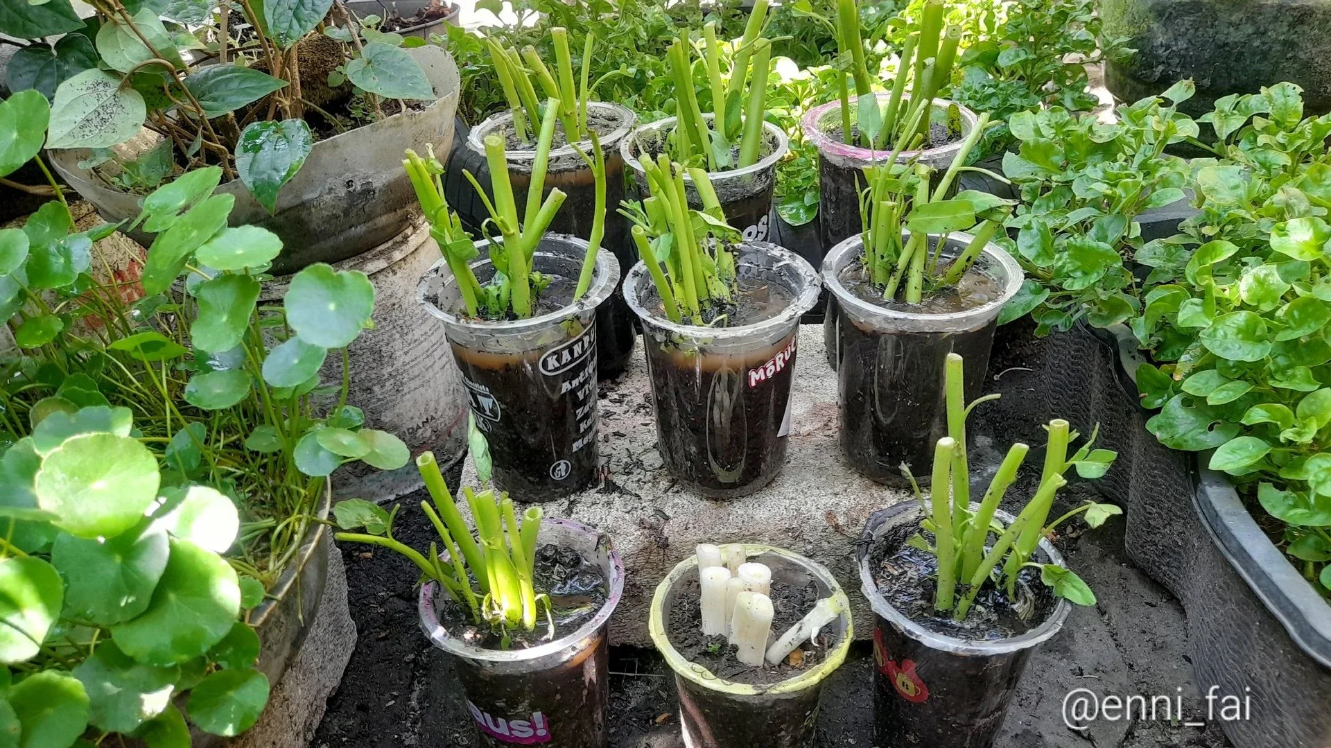 Memanfaatkan Sampah Dapur Untuk Berkebun #KegiatanFavorit
