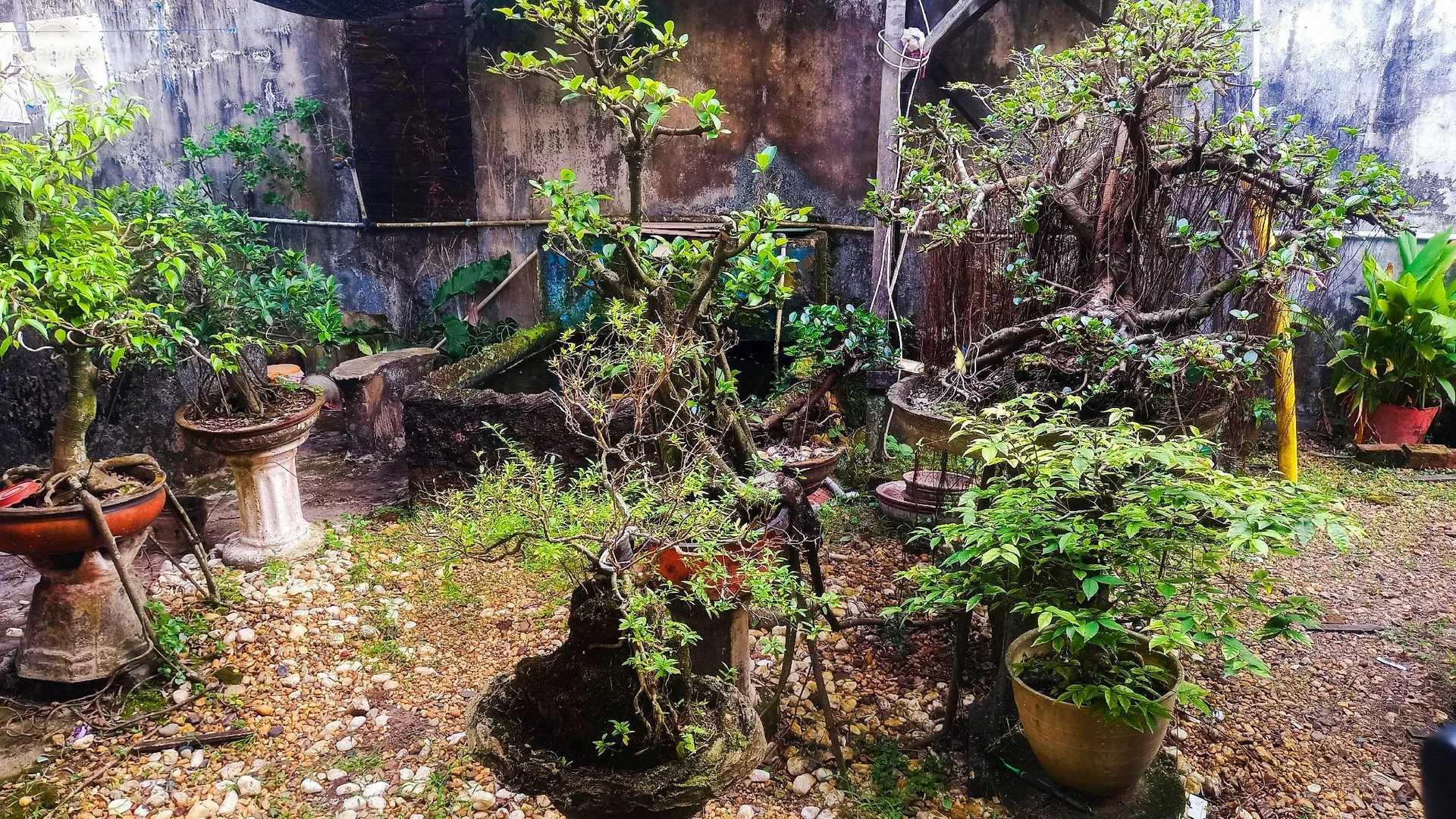 Memelihara bonsai #HidupLebihBaik