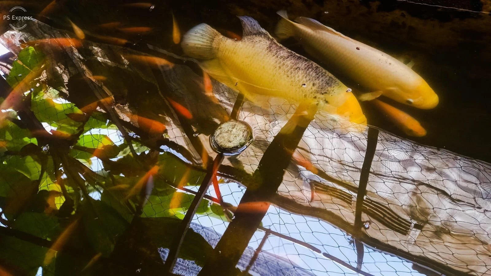 Memelihara Ikan untuk konsumsi  #HidupLebihBaik