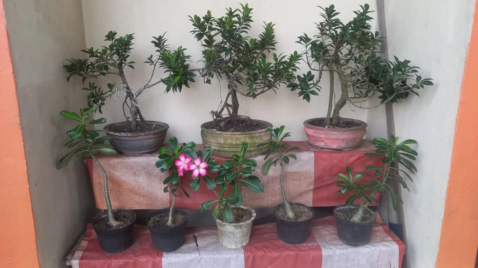 Memelihara Tanaman Hias di Rumah #CeritaInspiratif