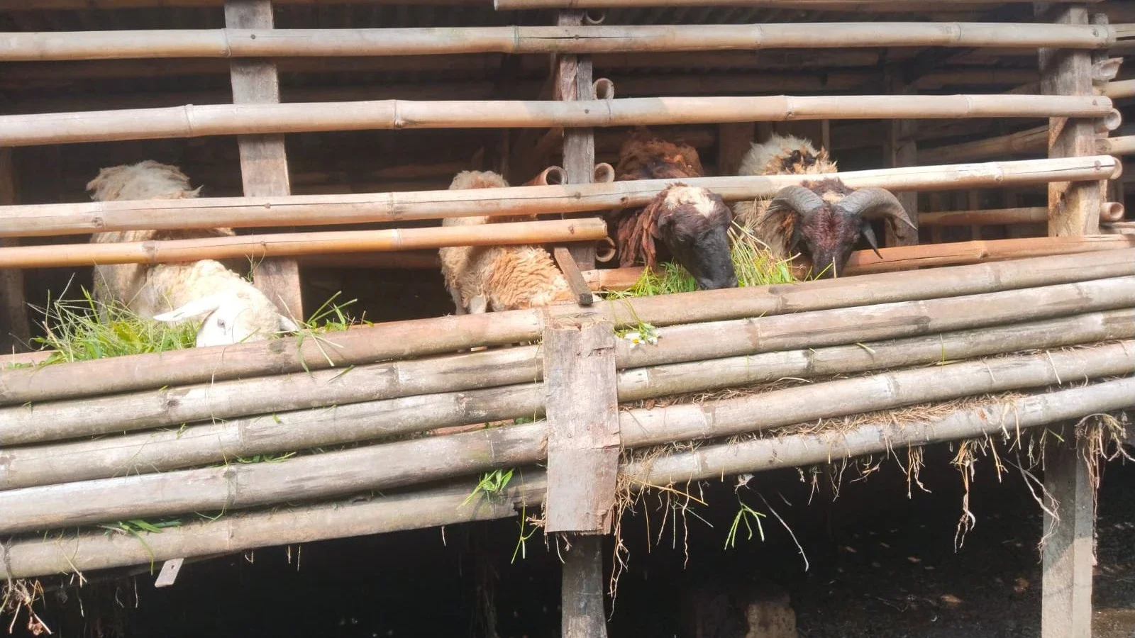 MEMILIH HEWAN UNTUK BERQURBAN#MAKNAIDULADHA