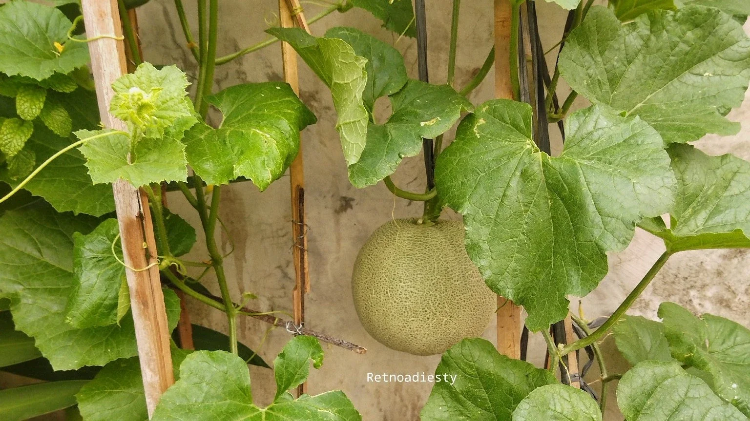 Menanam Melon dipolibag