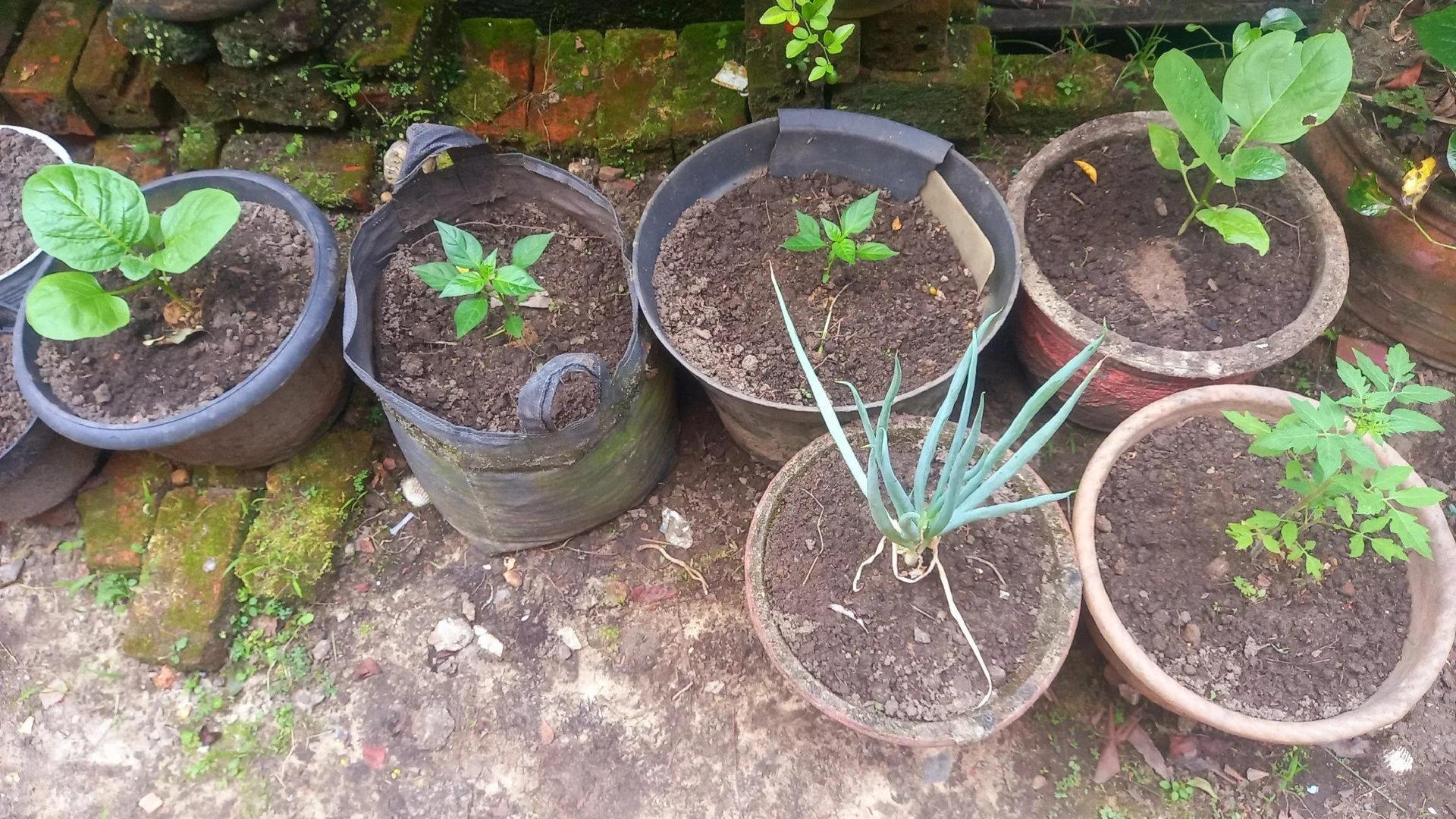 Menanam sayuran di halaman rumah #HidupLebihBaik