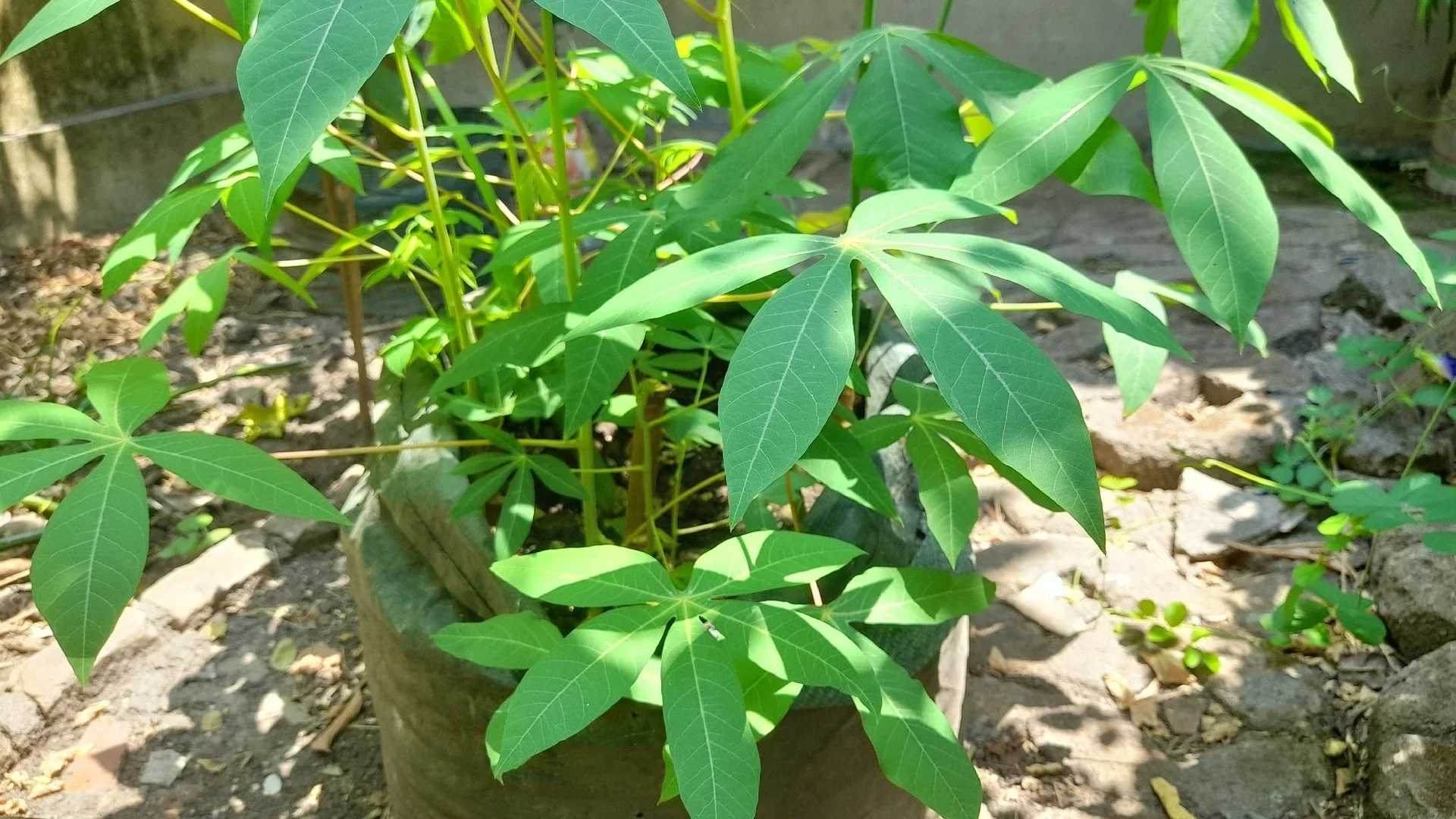 Menanam Singkong di Pot Terpal