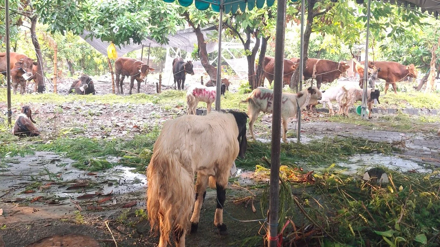 Menanti Waktu Qurban #MaknaIduladha