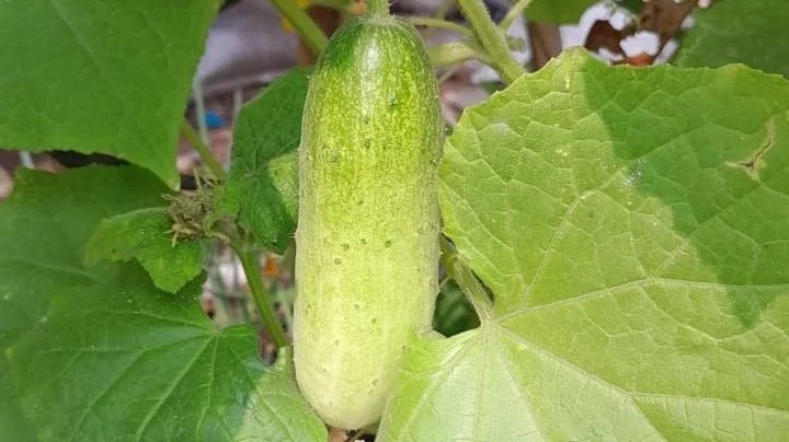 MENTIMUN MUNGIL