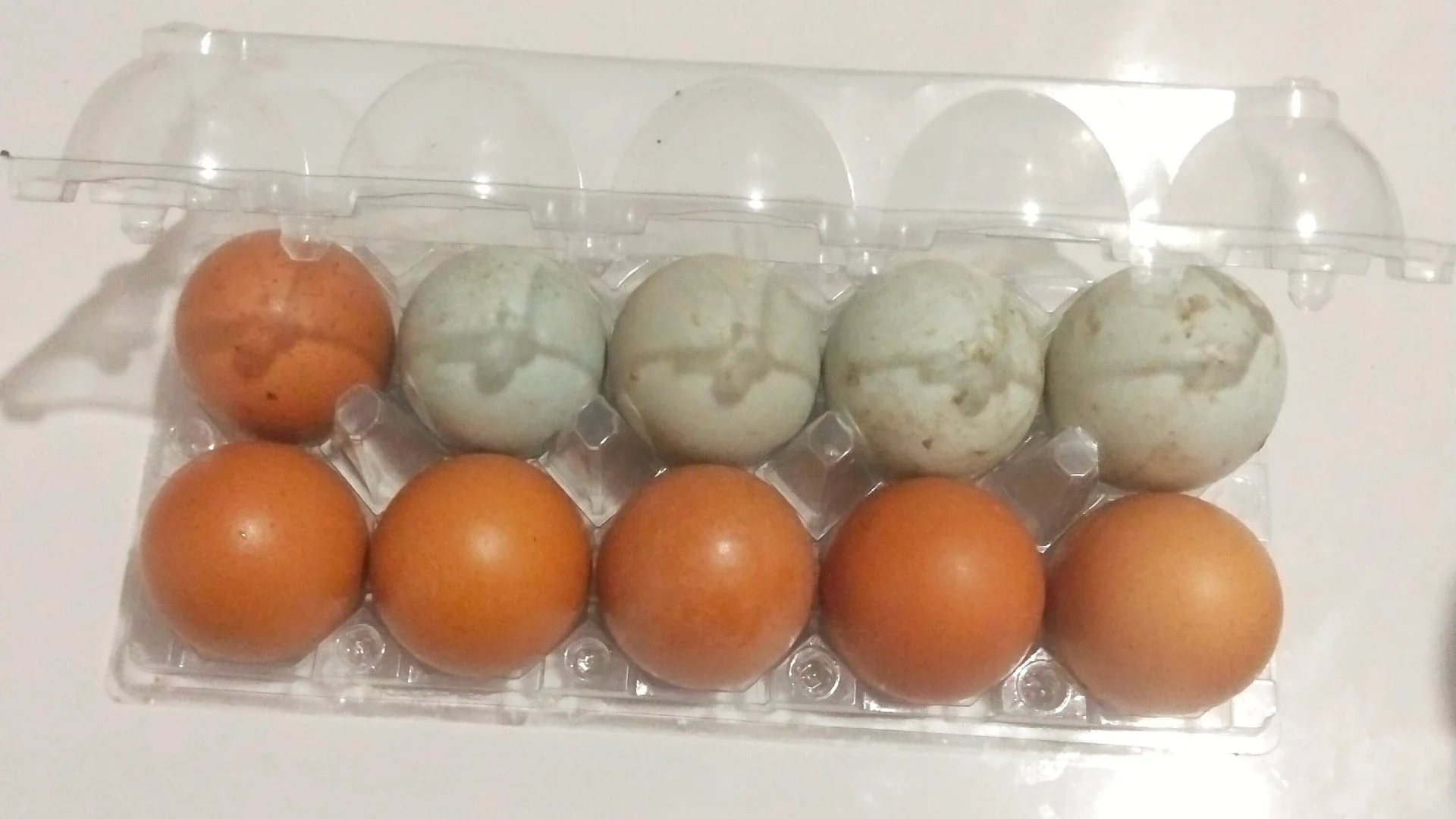Menyimpan Telur