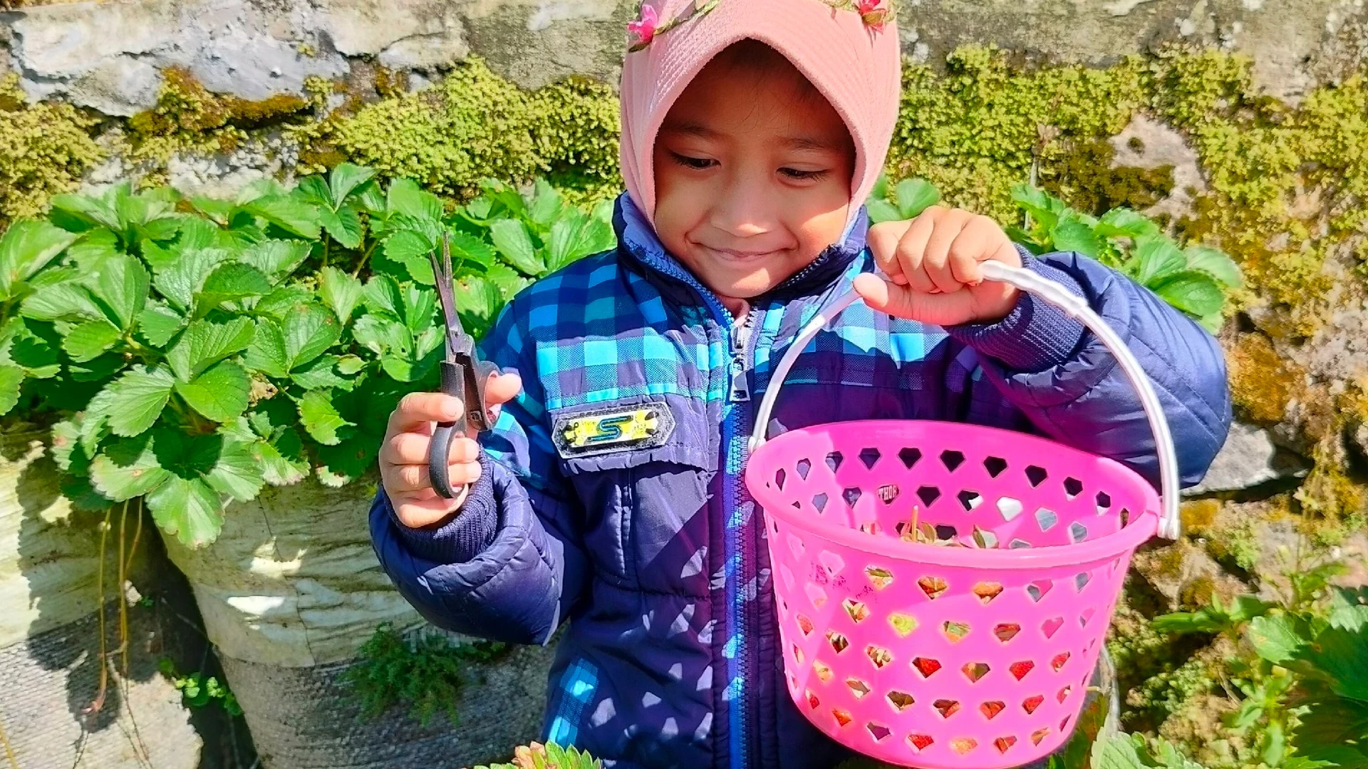 Merah Manis Ditangan Mungil