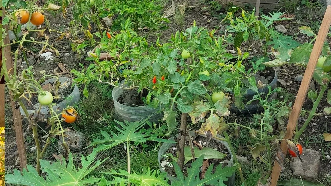 Mini Garden