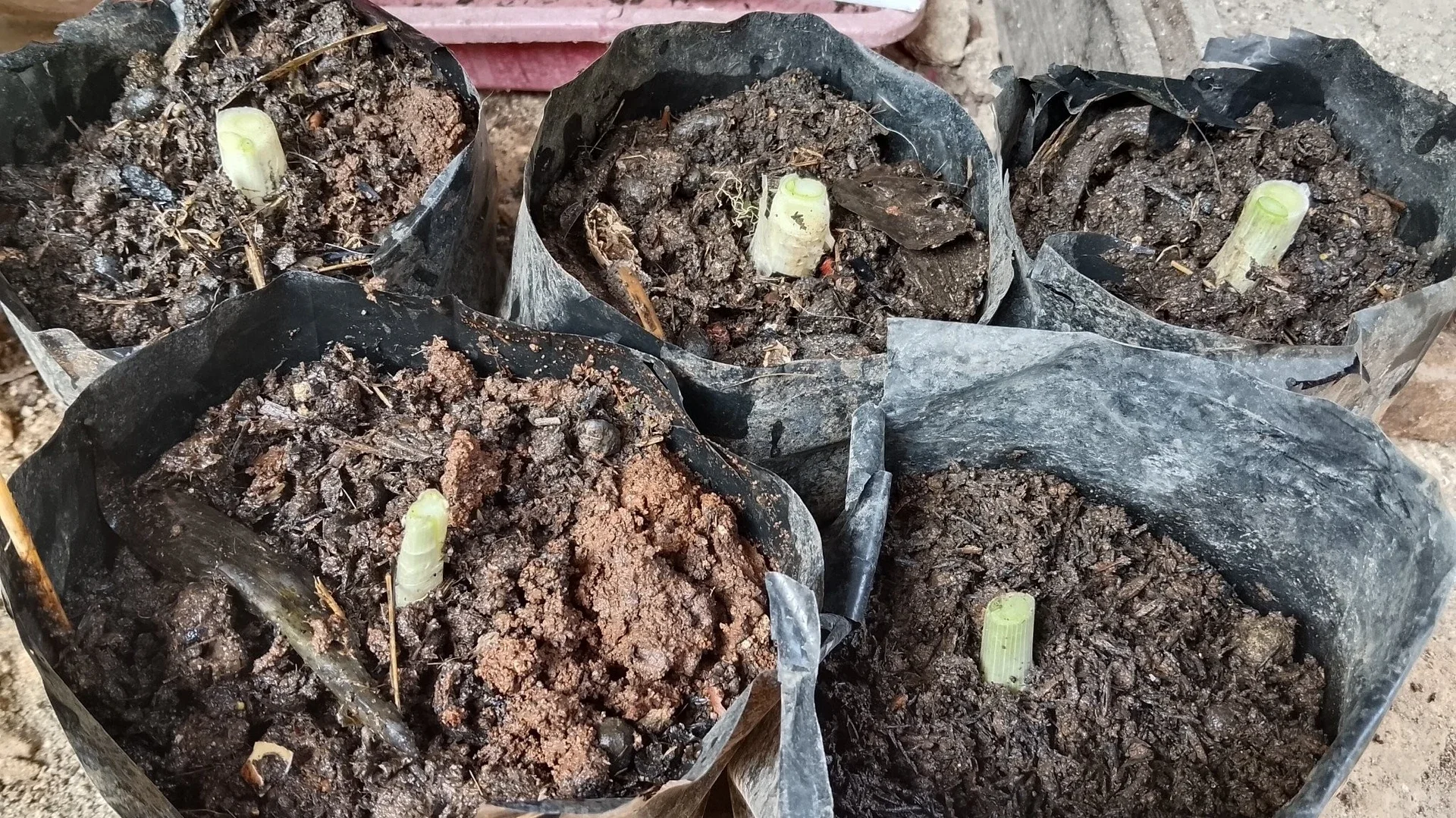 menanam ulang daun bawang
