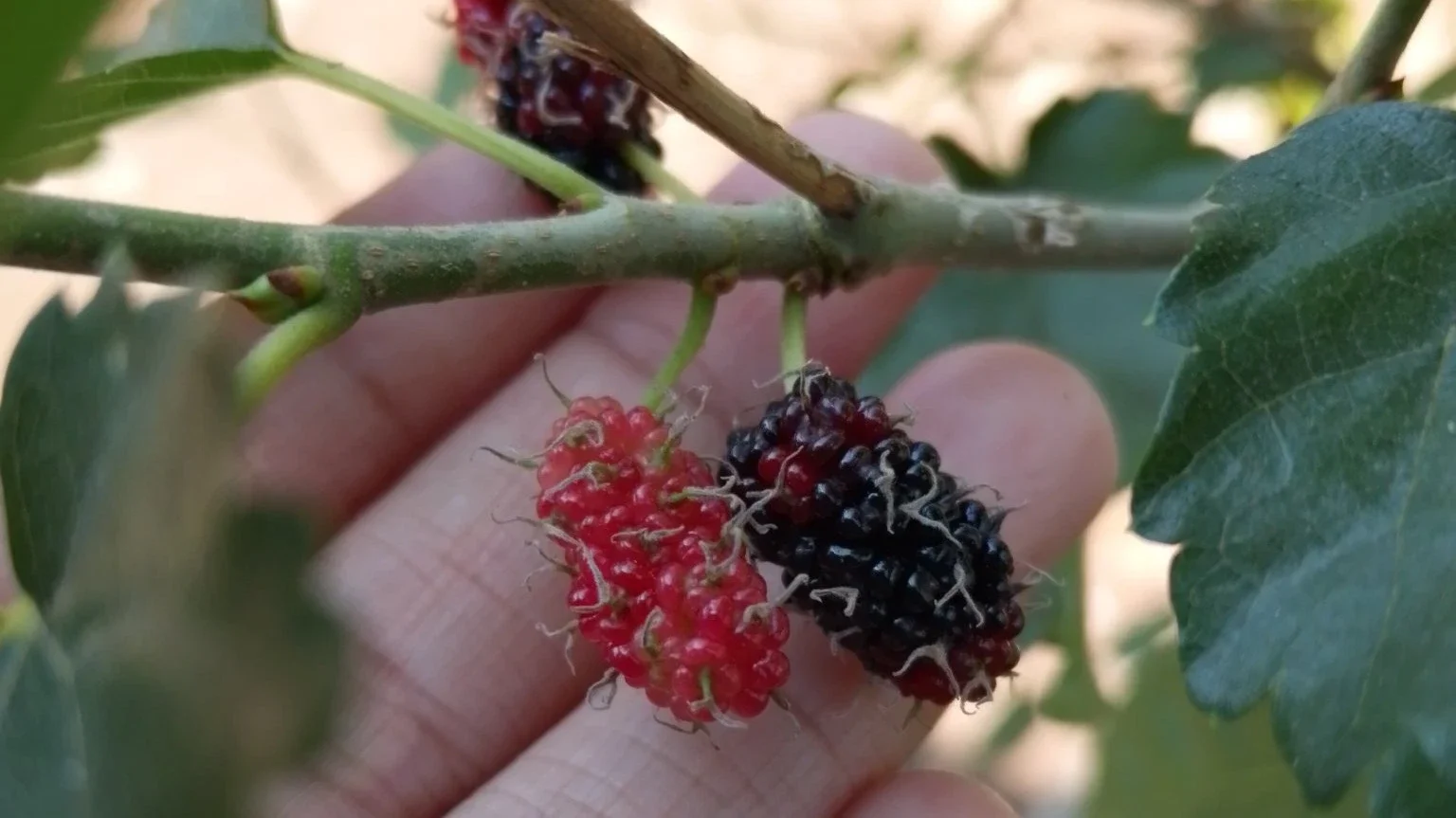 musim buah besaran