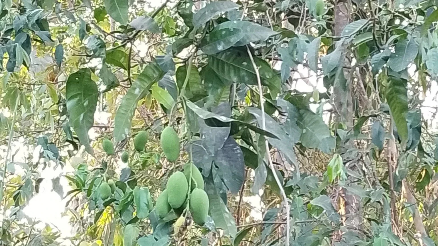 musim mangga