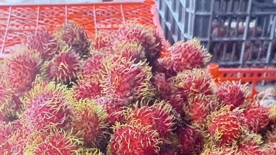 Musim Rambutan   #KegiatanFavorit