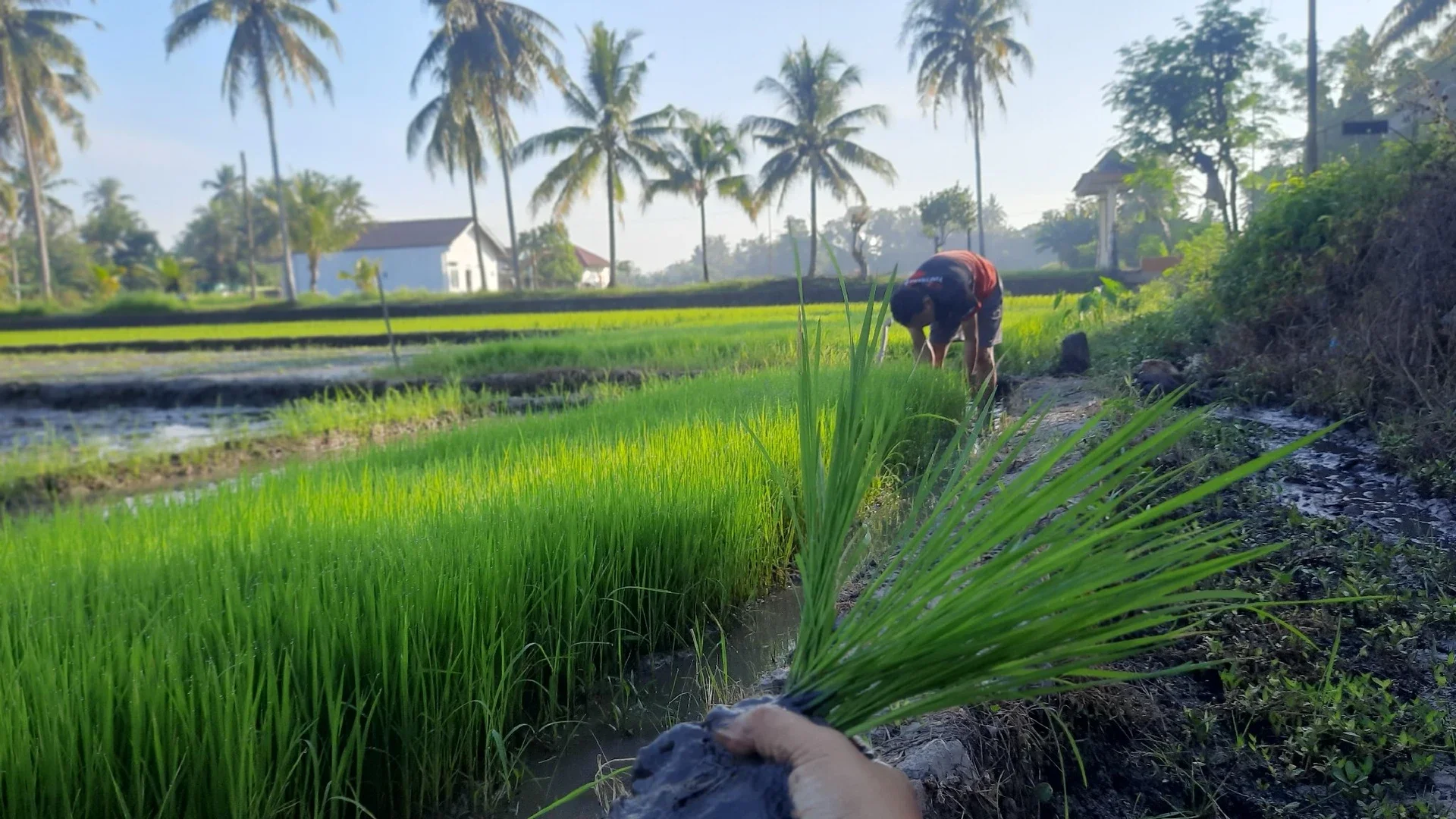 Musim Tanam Padi Di Desaku